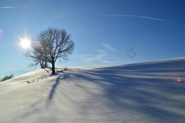 冬天 雪 阿尔高 景观 背光 树木 影子 西班牙裔美国人