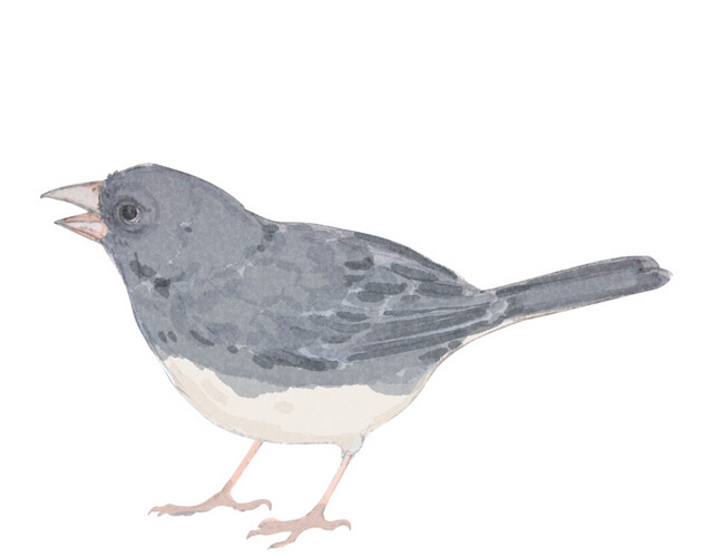 鸟