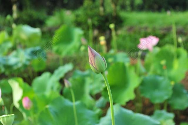 池塘里的荷花含苞待放背景图片