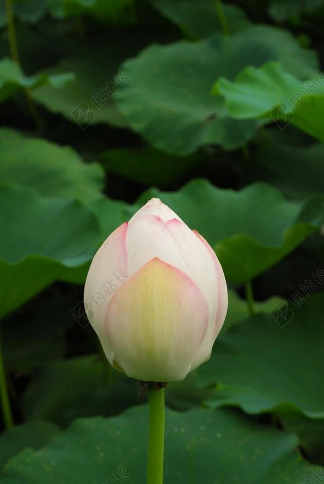 莲花 鲜花 池塘 水中百合 佛 植物 粉色 叶莲的