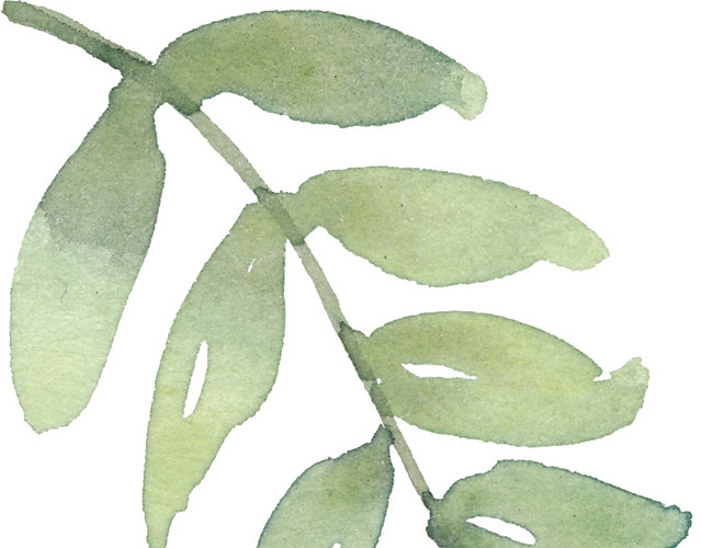 绿叶植物矢量素材