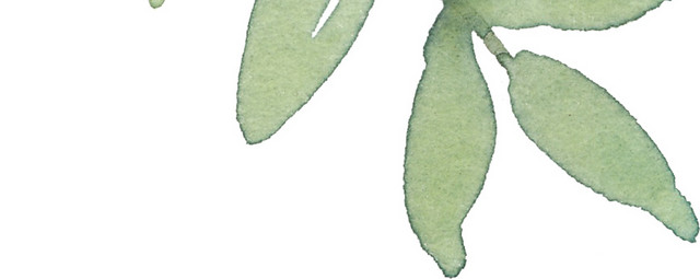 绿叶植物矢量素材
