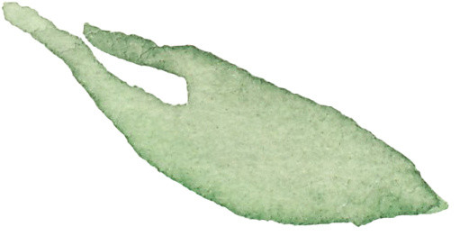 叶子矢量素材