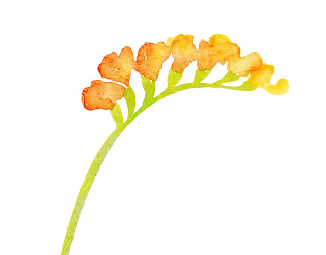 橙色的花矢量素材