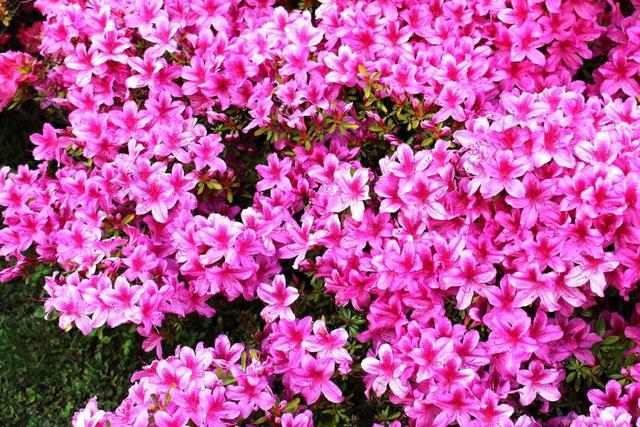 鲜花 杜鹃花 粉红色 光明 许多花 太阳