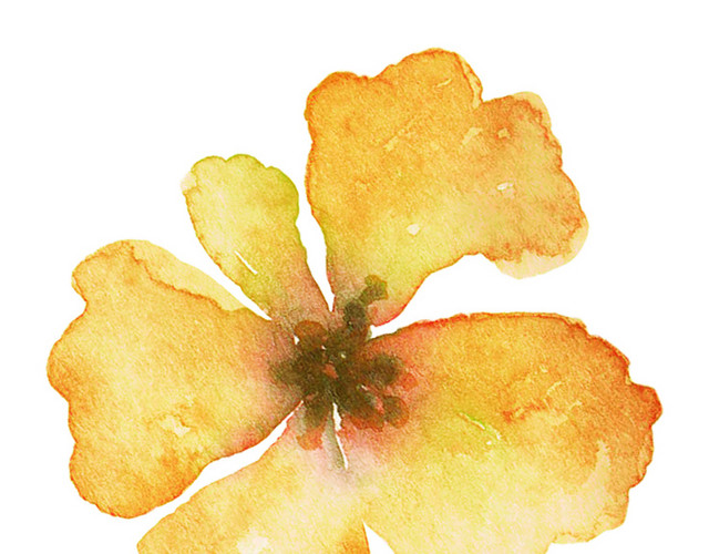 橙色小花矢量素材