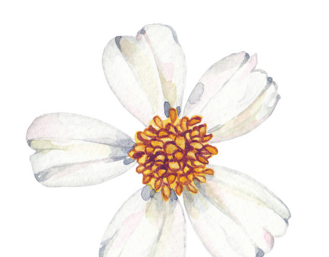 清新小白花矢量素材