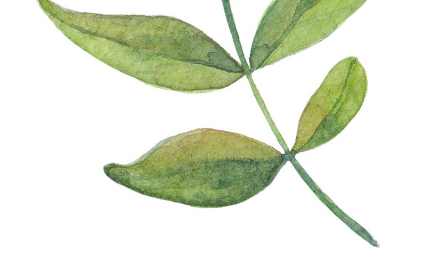 叶子矢量素材