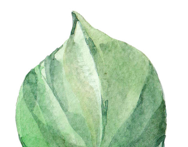 绿叶矢量素材