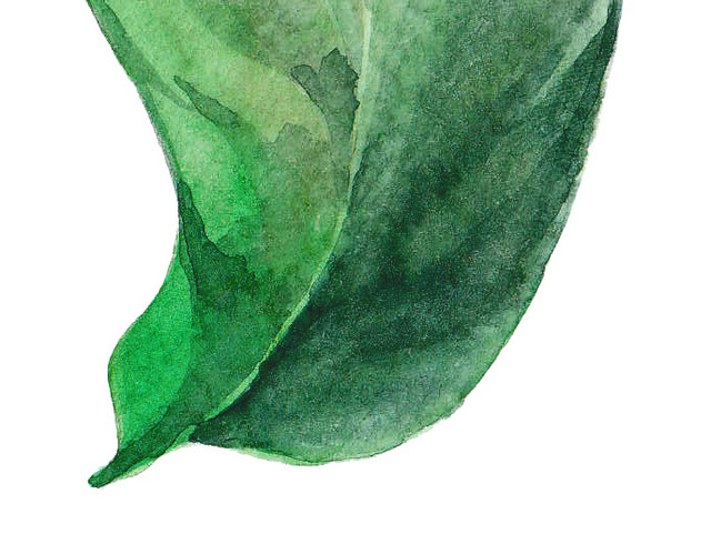 绿叶矢量素材