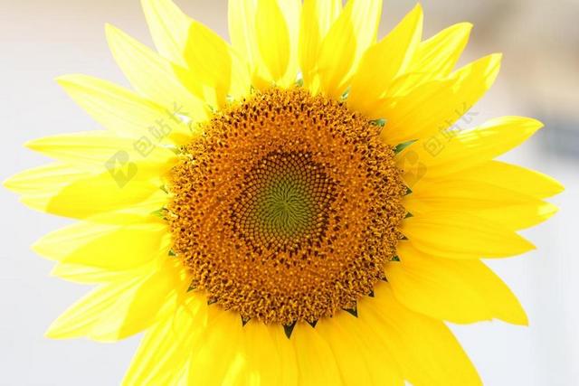 向日葵 黄 性质 夏 花 太阳