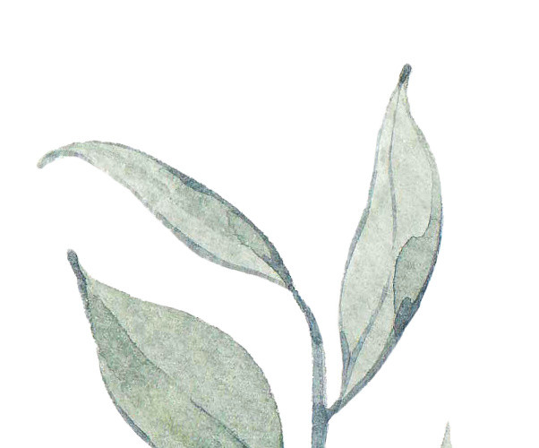 叶子矢量素材