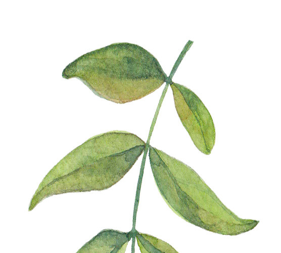 绿叶矢量素材