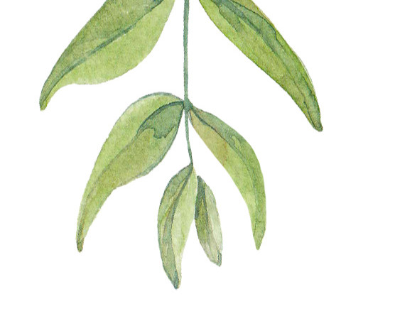 绿叶矢量素材
