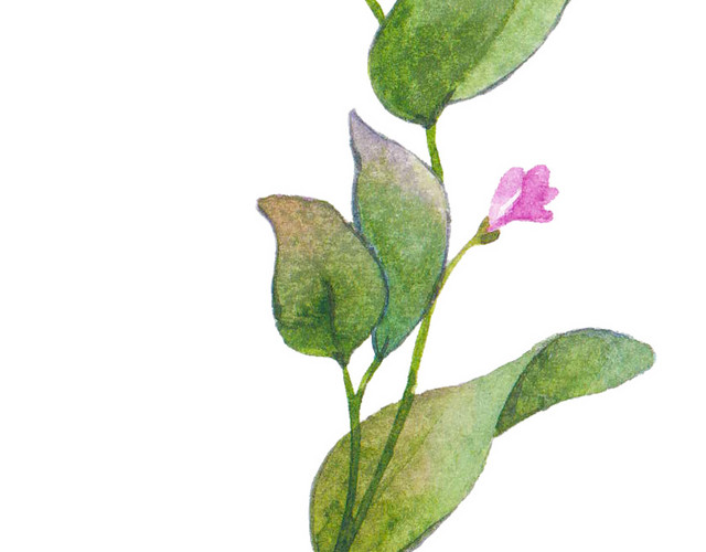 粉花绿叶矢量素材