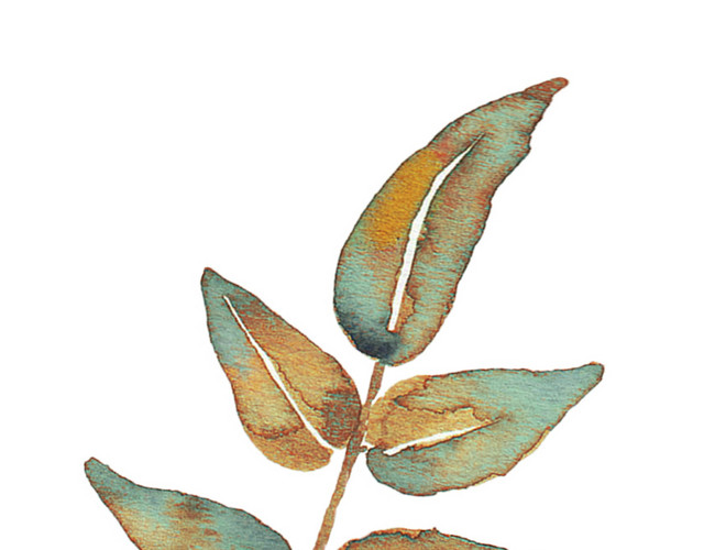 枯叶矢量素材