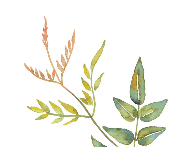 叶子矢量素材