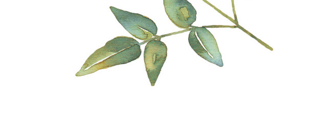 叶子矢量素材