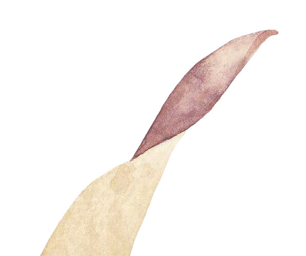 一片叶子矢量素材