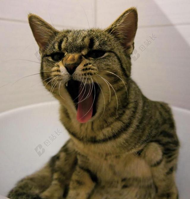 猫 危险 宠物 生气 游泳