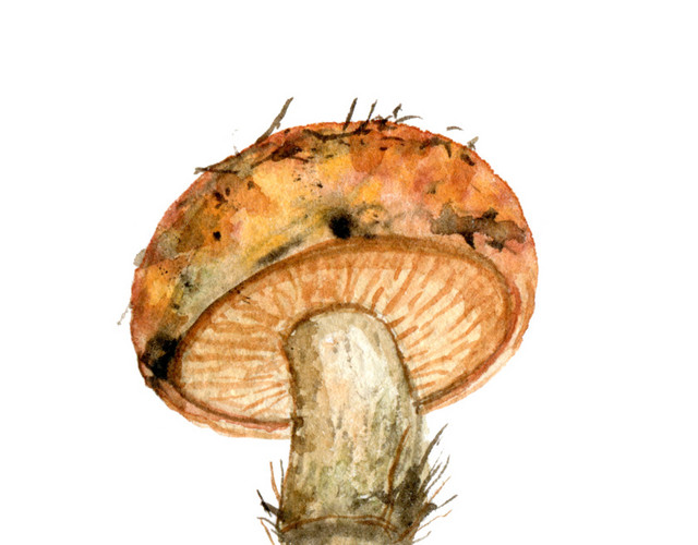 蘑菇矢量素材
