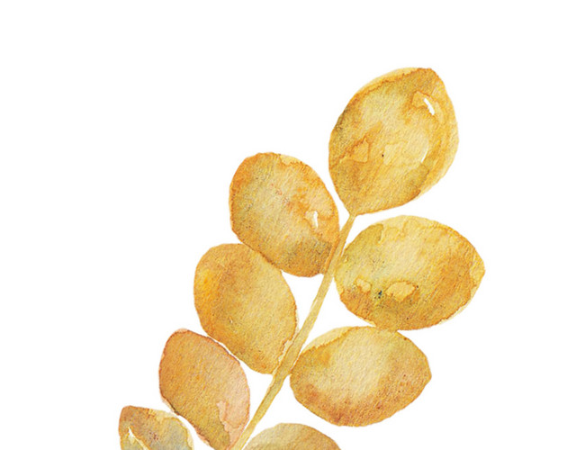 枯叶矢量素材