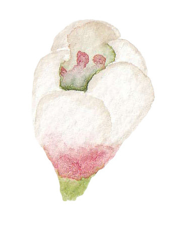 白色棉花矢量素材