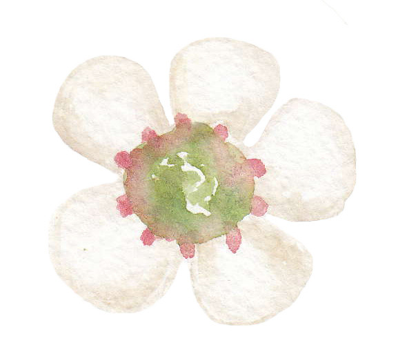 白色小花矢量素材