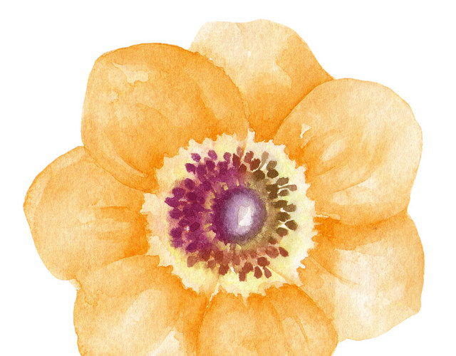 橙色小花矢量素材