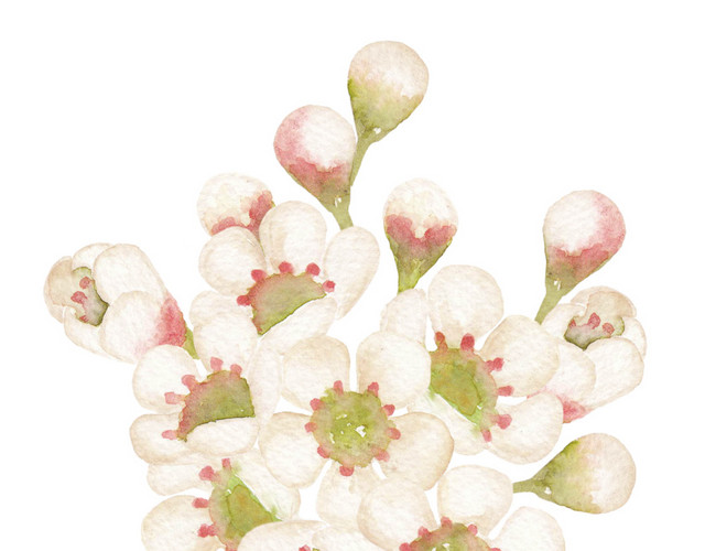 小白花矢量素材