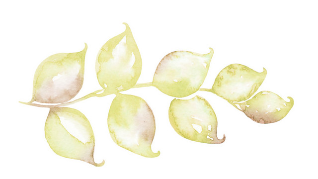 小叶子矢量素材