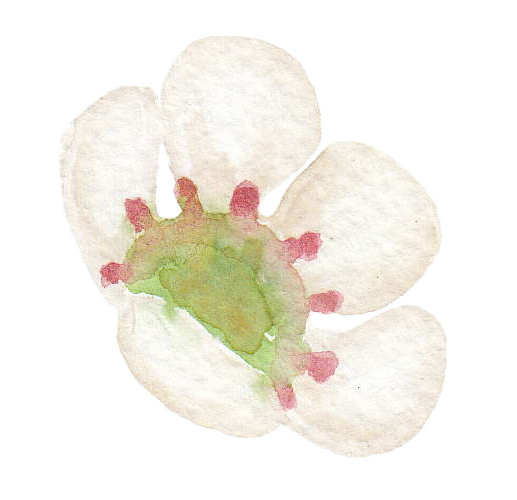 白色小花矢量素材