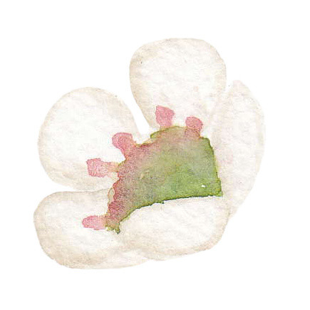 小白花矢量素材