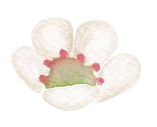 白色小花矢量素材