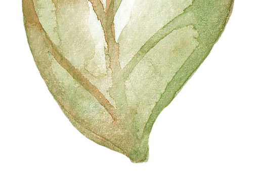 小叶片矢量素材
