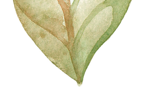 一片叶子矢量素材