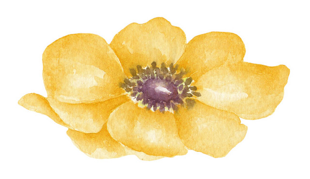橙色小花矢量素材