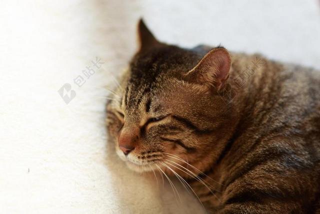 动物可爱睡着的棕色猫背景图片