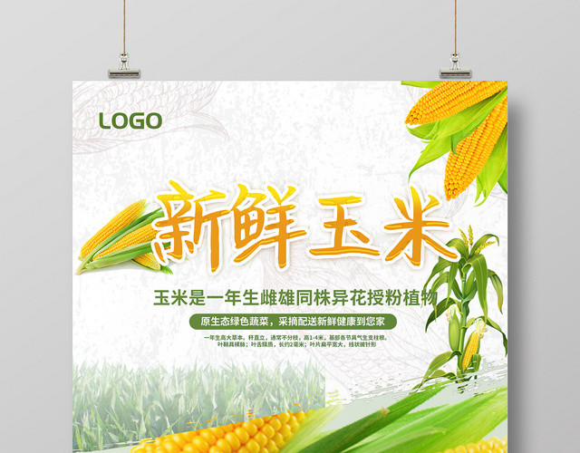 白色简约新鲜玉米营养健康宣传海报