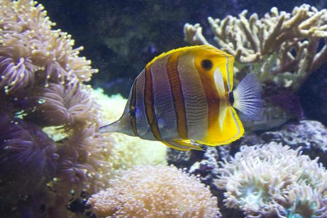 鱼 疵点 水 旱厕 海洋 水下 海 带 水族馆 游泳