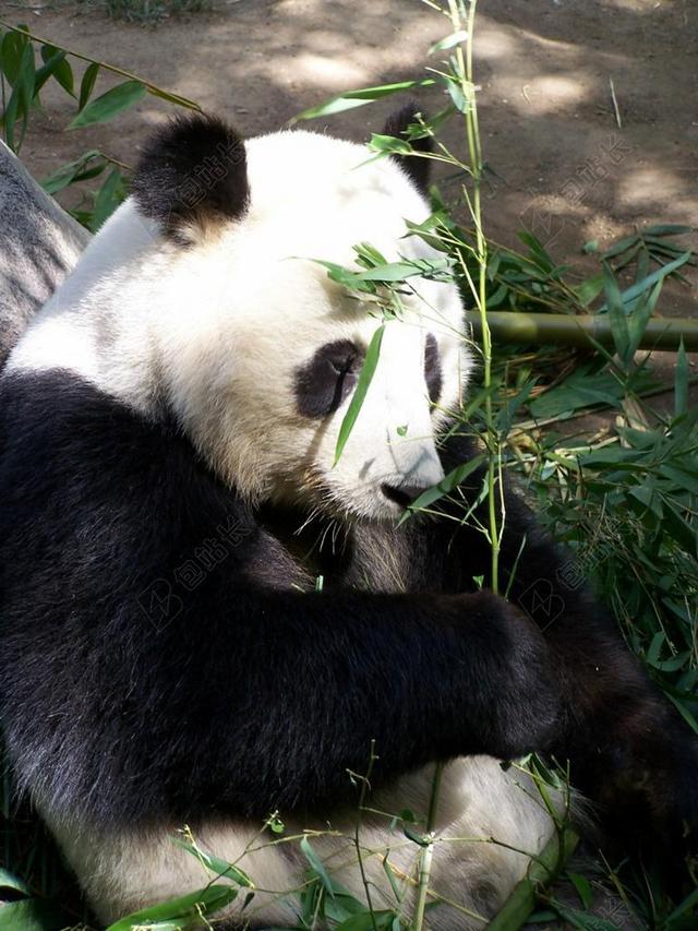 动物可爱大熊猫吃竹子背景图片
