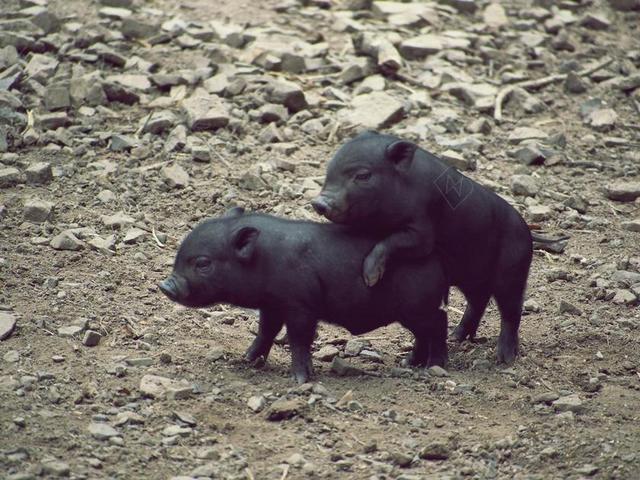 动物野外黑色的小猪背景图片