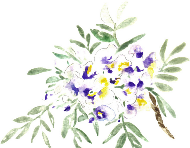 彩色手绘牵牛花矢量图片