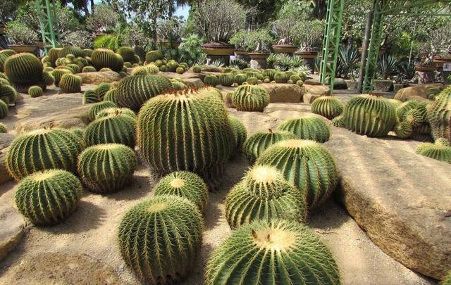 仙人掌 公园 自然 热带 植物学 植物区系 旅行 花园 绿色