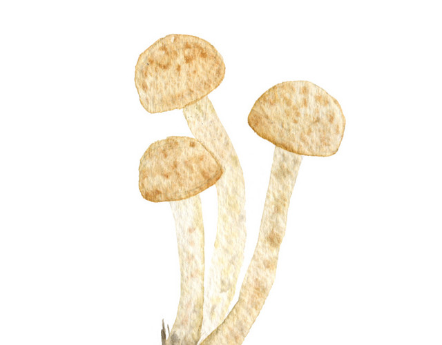 手绘蘑菇矢量图片