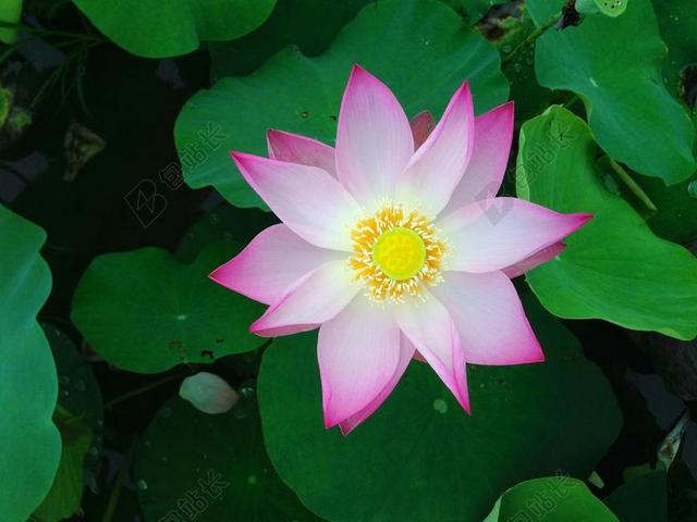 莲花 花 绿色 植物 盛开 水 开花 自然 百合 粉红色