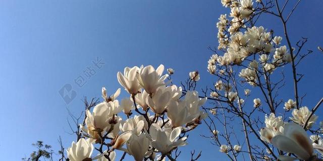 白玉兰 玉兰 白色的花 春天