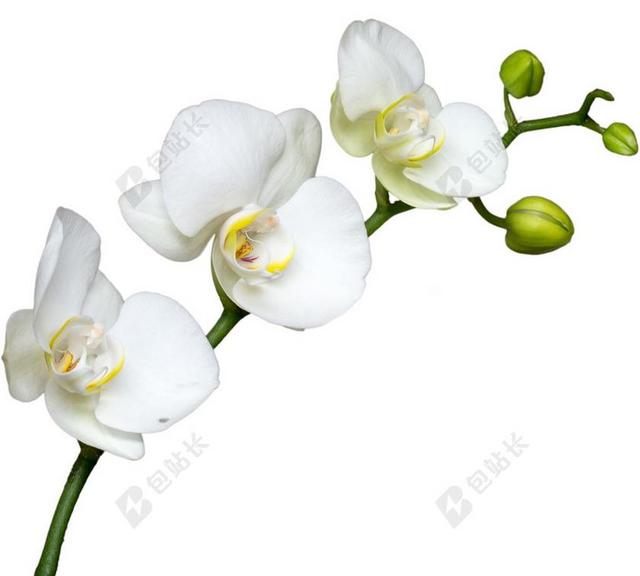 花卉 白花 宏 兰花 绽放