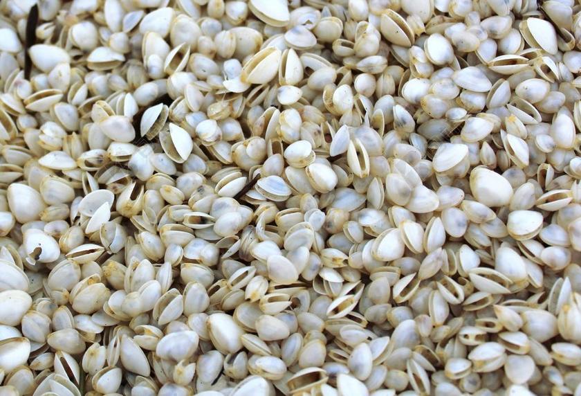 波罗的海蛤 洗脸刷牙 小蛤蜊 一大跳海滩格林纳