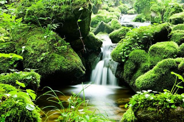 森林 水 谷 大自然 景观 夏天 绿色 韩国 山 瀑布
